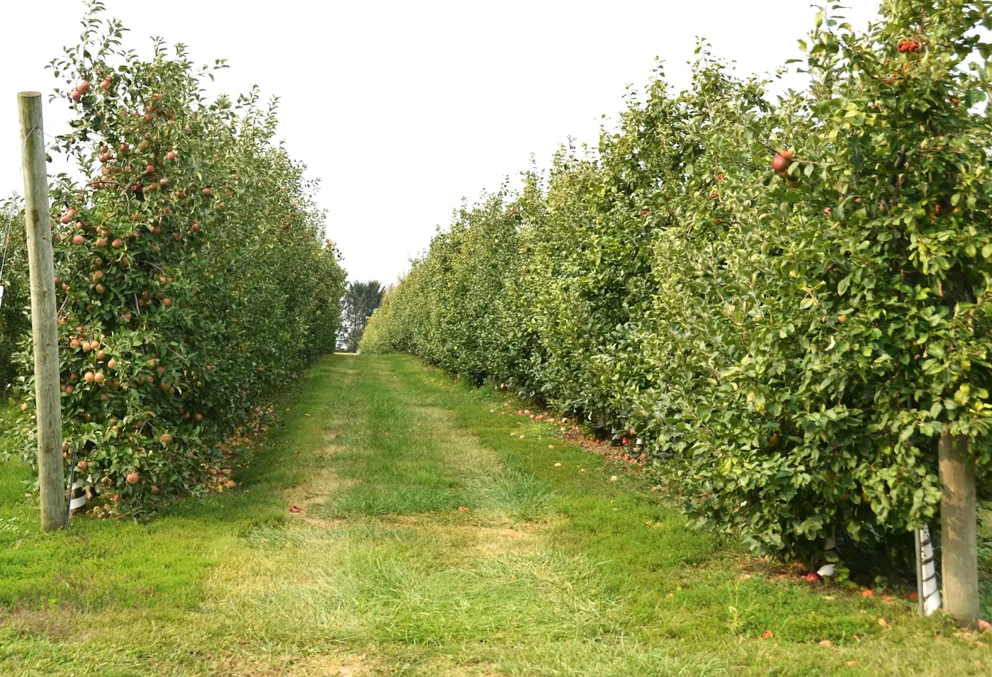Rows of one-year-old apple saplings at the Stavropol Krai nursery before shipment