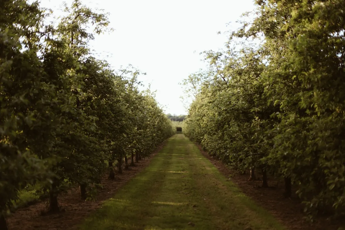 Rows of a young fruit orchard planted from bare-root saplings